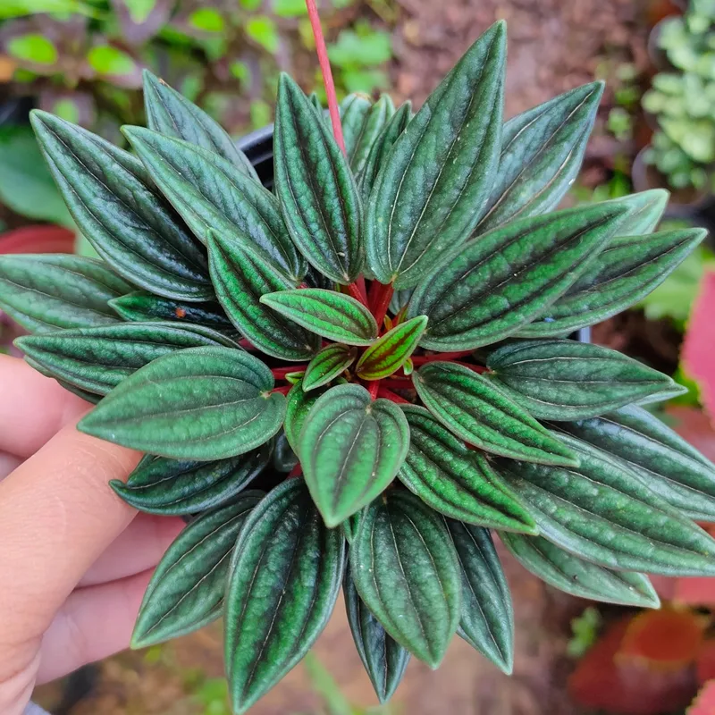 Peperomia Caperata Rosso 1 monsteraholic jpg