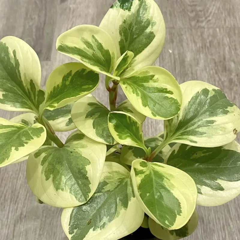 Peperomia Citrus Twist 1 monsteraholic jpg