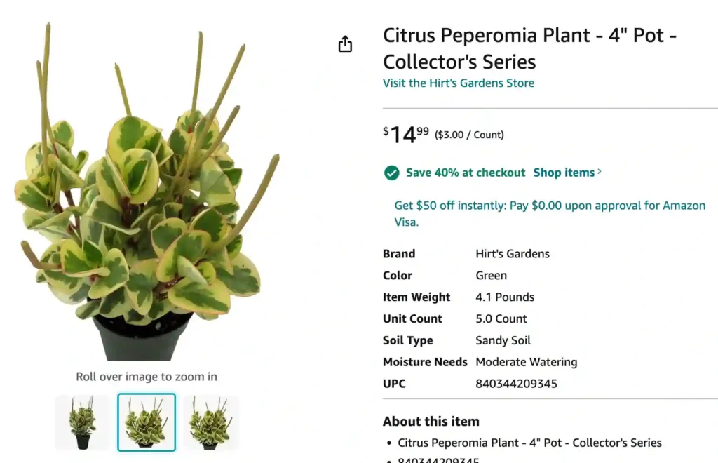 Peperomia Citrus Twist | Monsteraholic