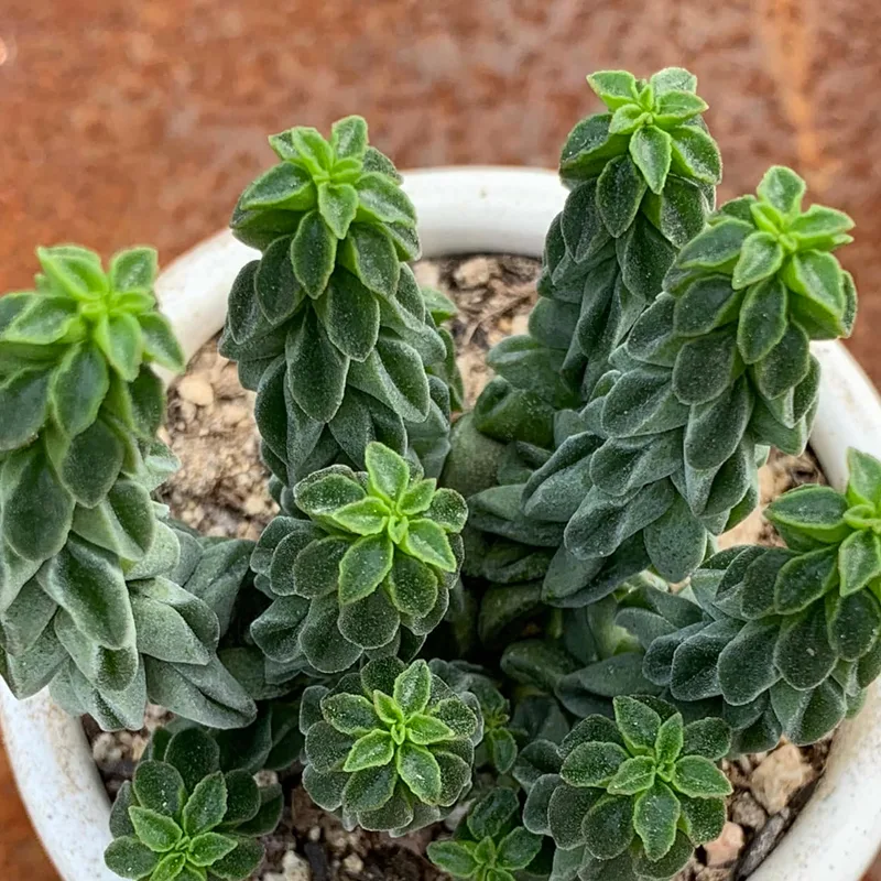 Peperomia Columella 1 monsteraholic jpg