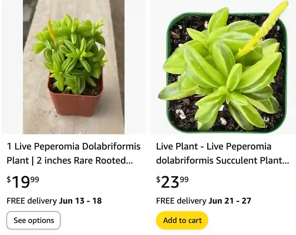 Peperomia Dolabriformis | Monsteraholic