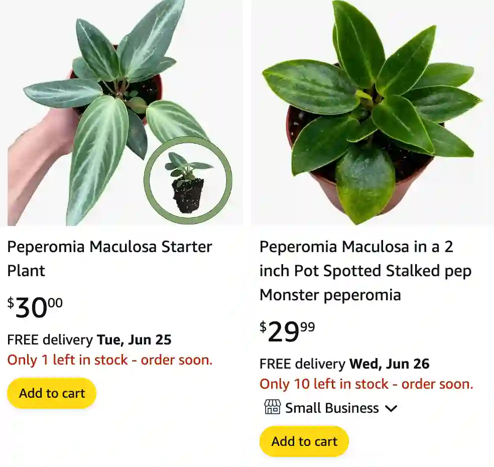 Peperomia Maculosa | Monsteraholic