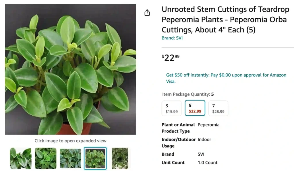 Peperomia Orba | Monsteraholic