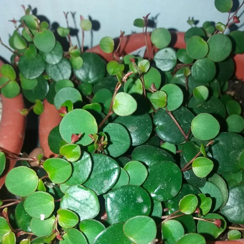 Peperomia Pepperspot 1 monsteraholic jpg