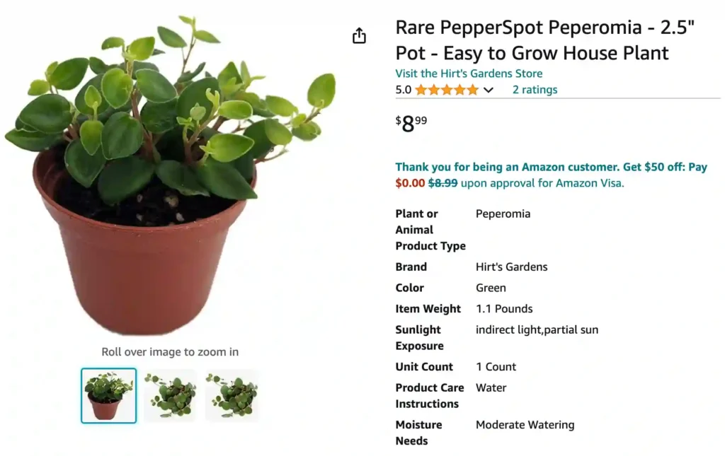 Peperomia Pepperspot | Monsteraholic