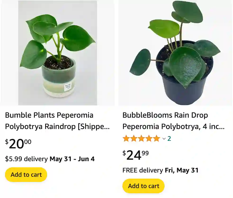 Peperomia Polybotrya | Monsteraholic