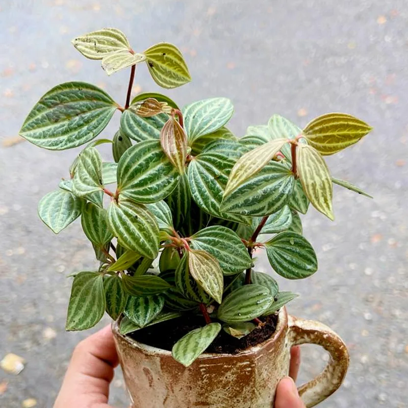 Peperomia Puteolata 1 monsteraholic jpg