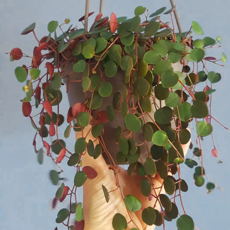 Peperomia Ruby Cascade 1 monsteraholic jpg