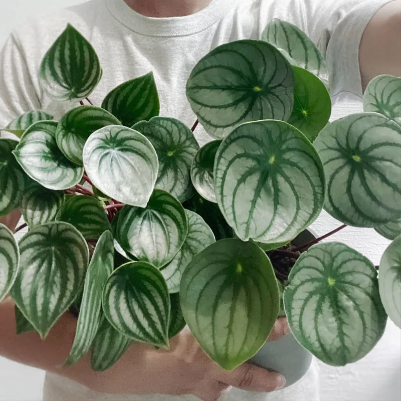 Peperomia Sandersii 1 monsteraholic jpg