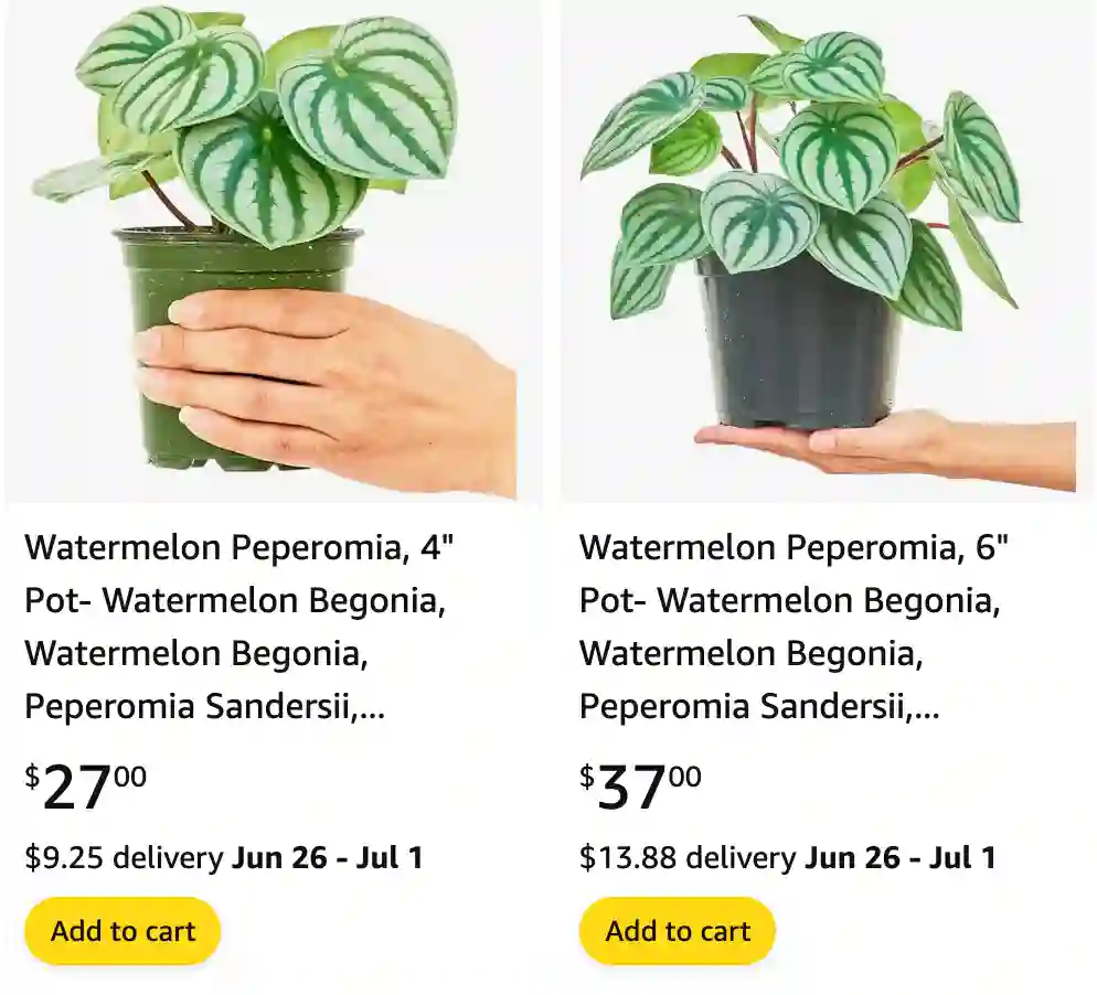 Peperomia Sandersii | Monsteraholic