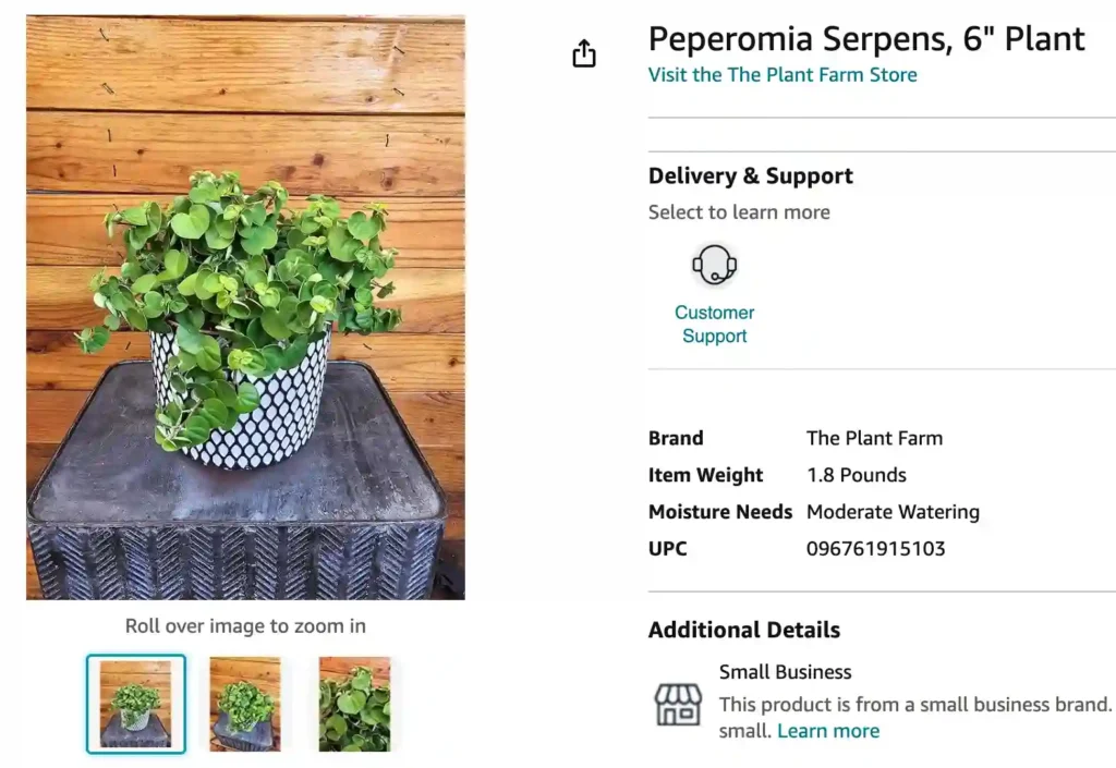 Peperomia Serpens | Monsteraholic