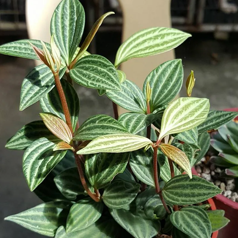 Peperomia Tetragona 1 monsteraholic jpg