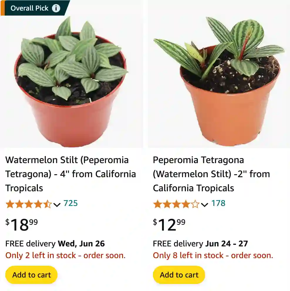 Peperomia Tetragona | Monsteraholic