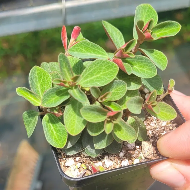 Peperomia Verticillata 1 monsteraholic jpg