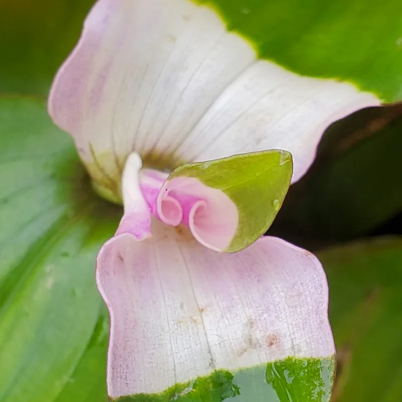 Tradescantia Blushing Bride 1 monsteraholic jpg