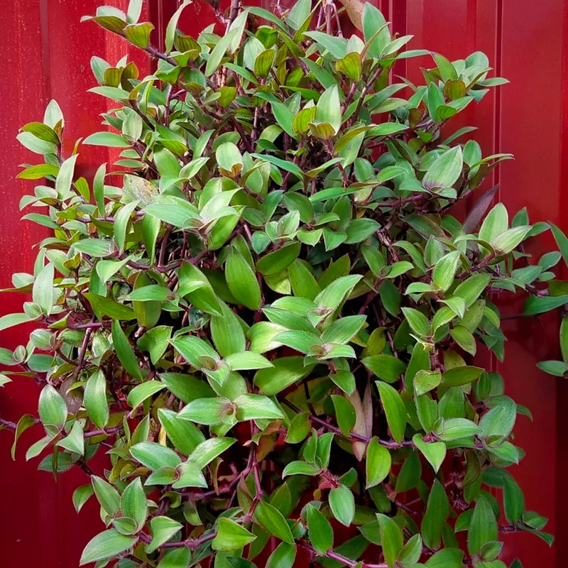 Tradescantia Chrysophylla 1 monsteraholic jpg