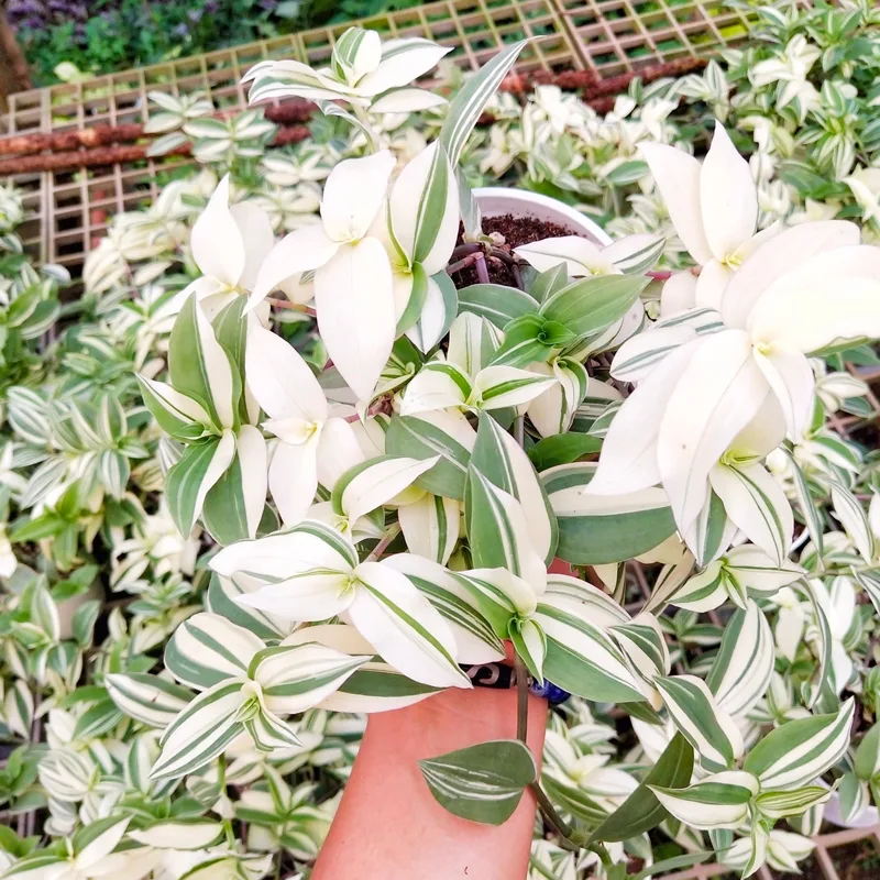 Tradescantia Fluminensis Variegata 1 monsteraholic jpg