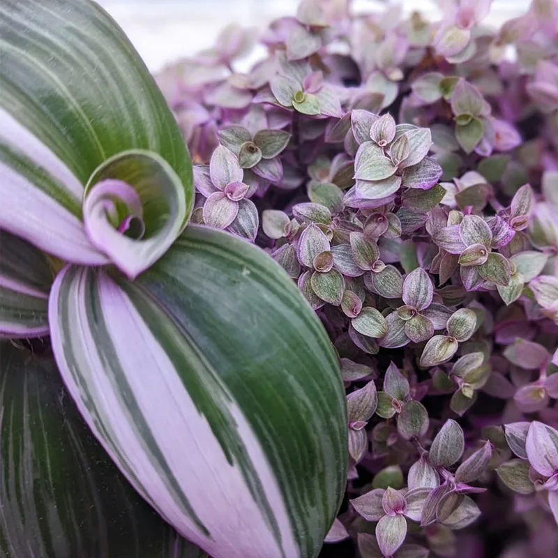 Tradescantia Pink Panther 1 monsteraholic jpg