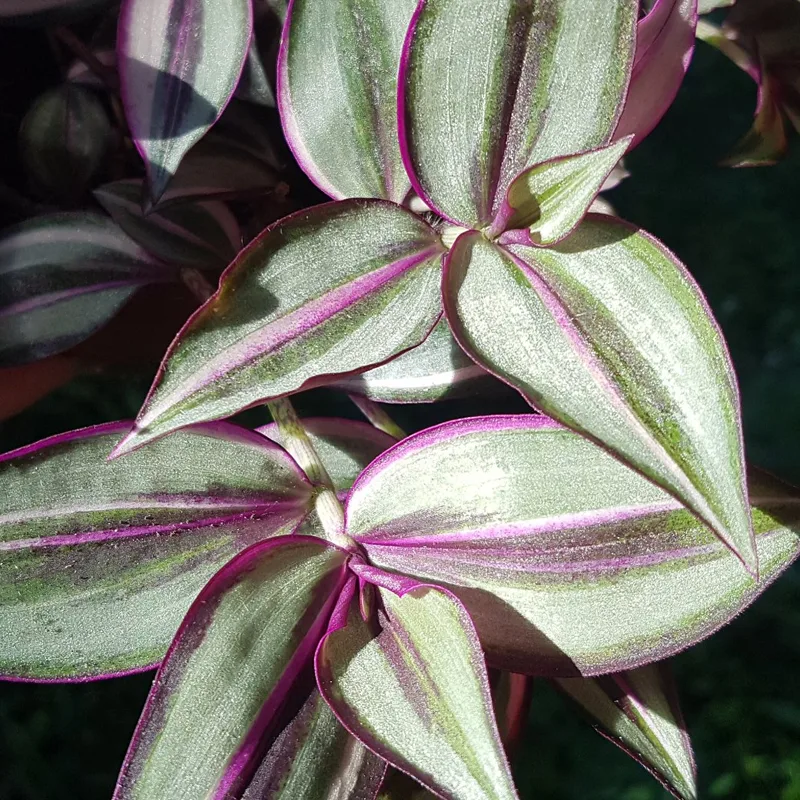 Tradescantia Quadricolor 1 monsteraholic jpg