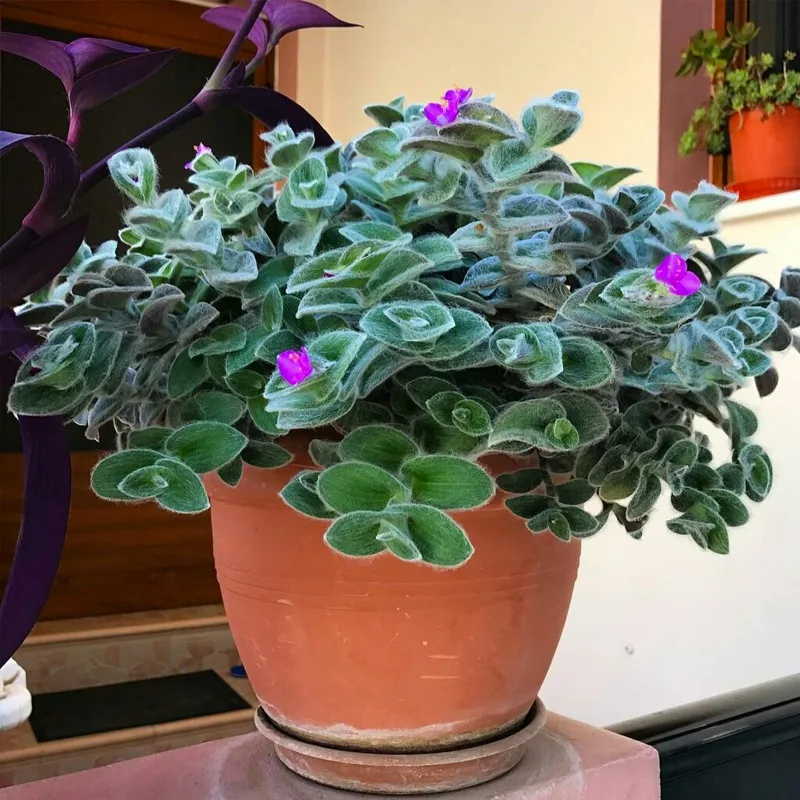 Tradescantia Sillamontana 1 monsteraholic jpg