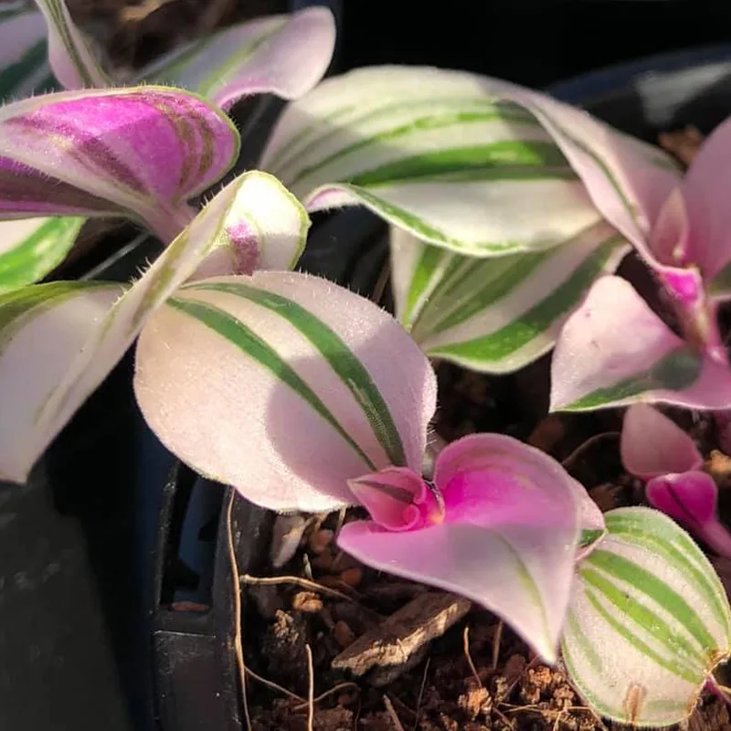 Tradescantia Tricolor 1 monsteraholic jpg