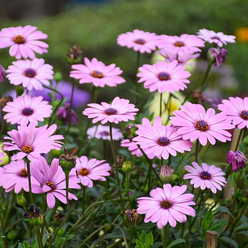 African Daisy