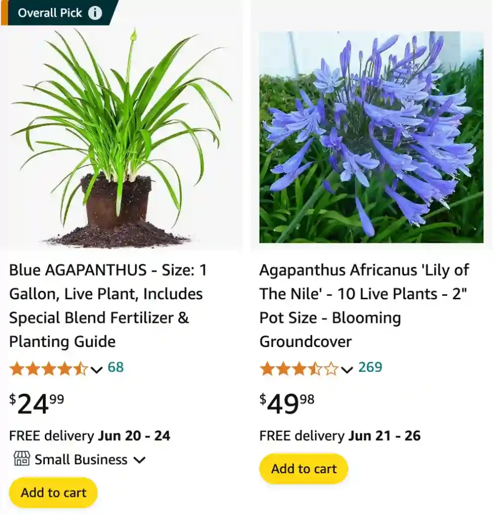 Agapanthus | Monsteraholic