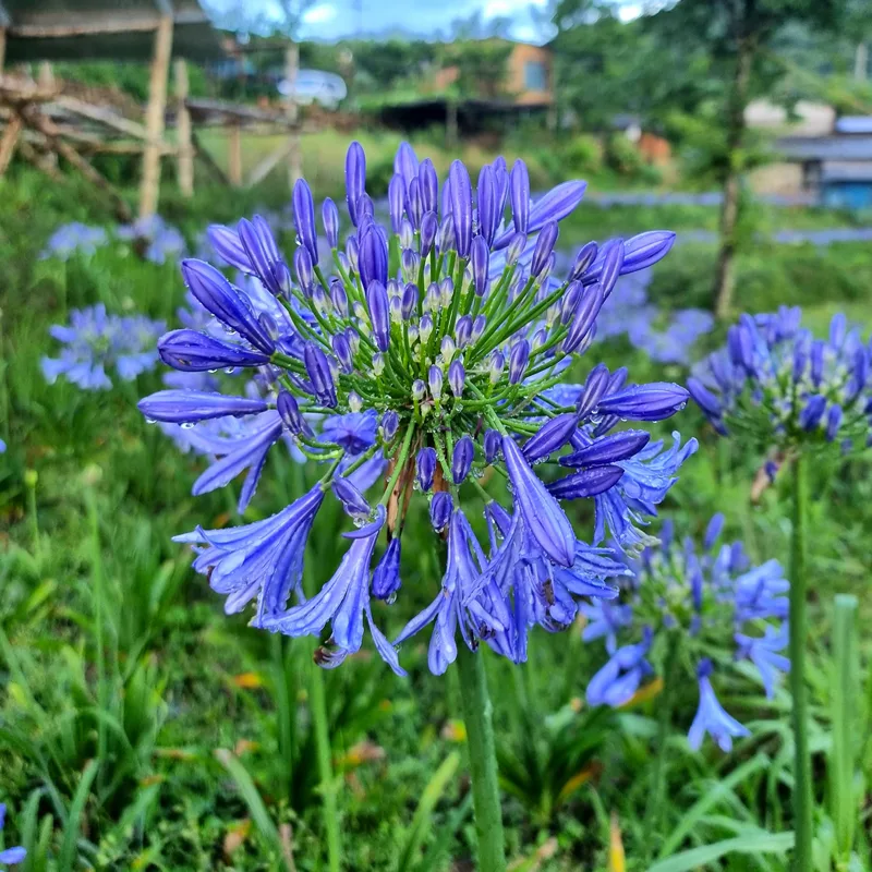 Agapanthus