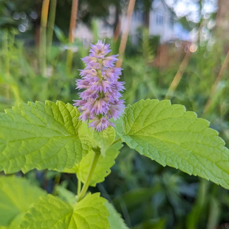 Agastache