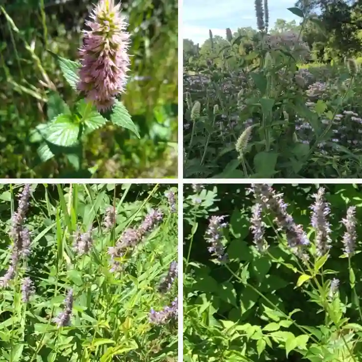 23 Species of Genus Agastache