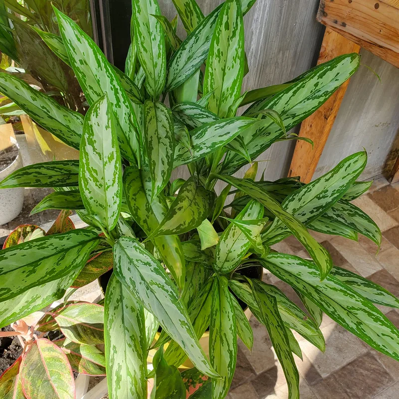 Aglaonema Silver Queen