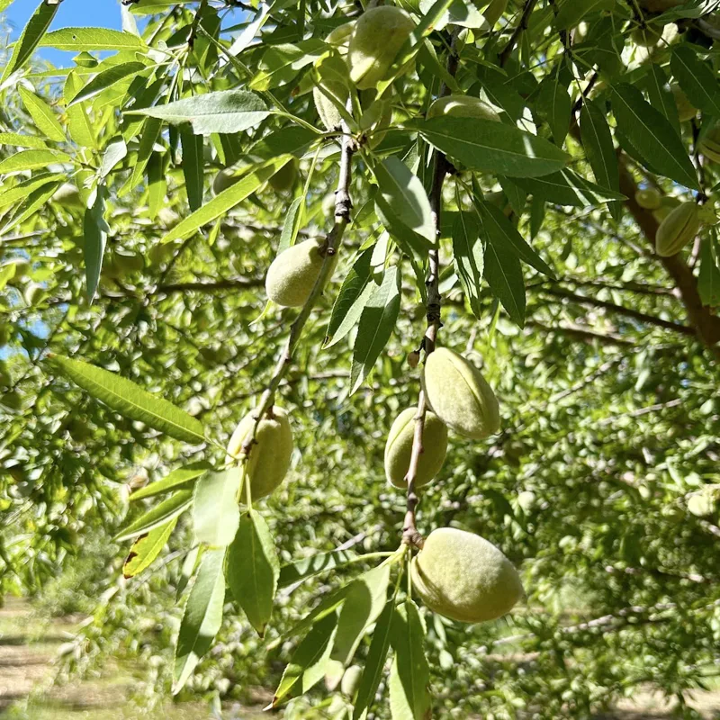 Almond Tree