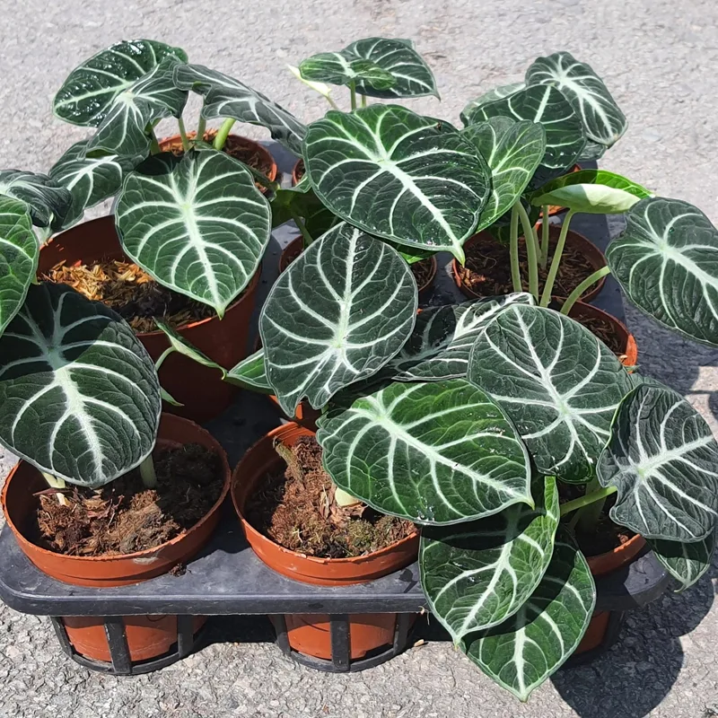 Alocasia Ninja