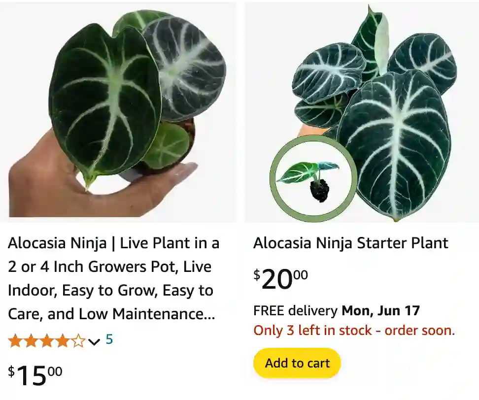 Alocasia Ninja | Monsteraholic