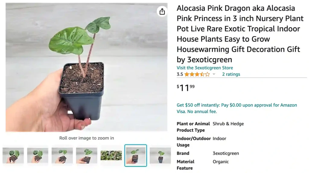 Alocasia Pink Dragon | Monsteraholic