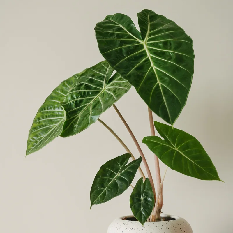 Alocasia Pink Dragon