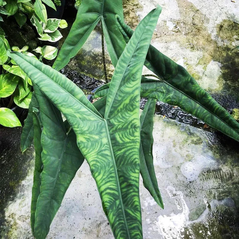 Alocasia Tigrina