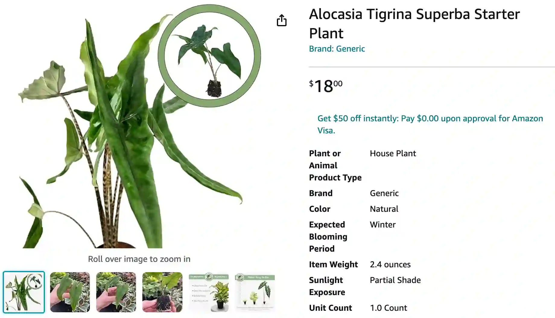 Alocasia Tigrina | Monsteraholic