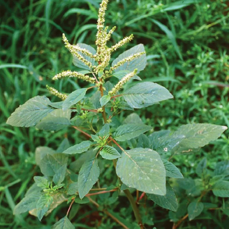 Amaranth