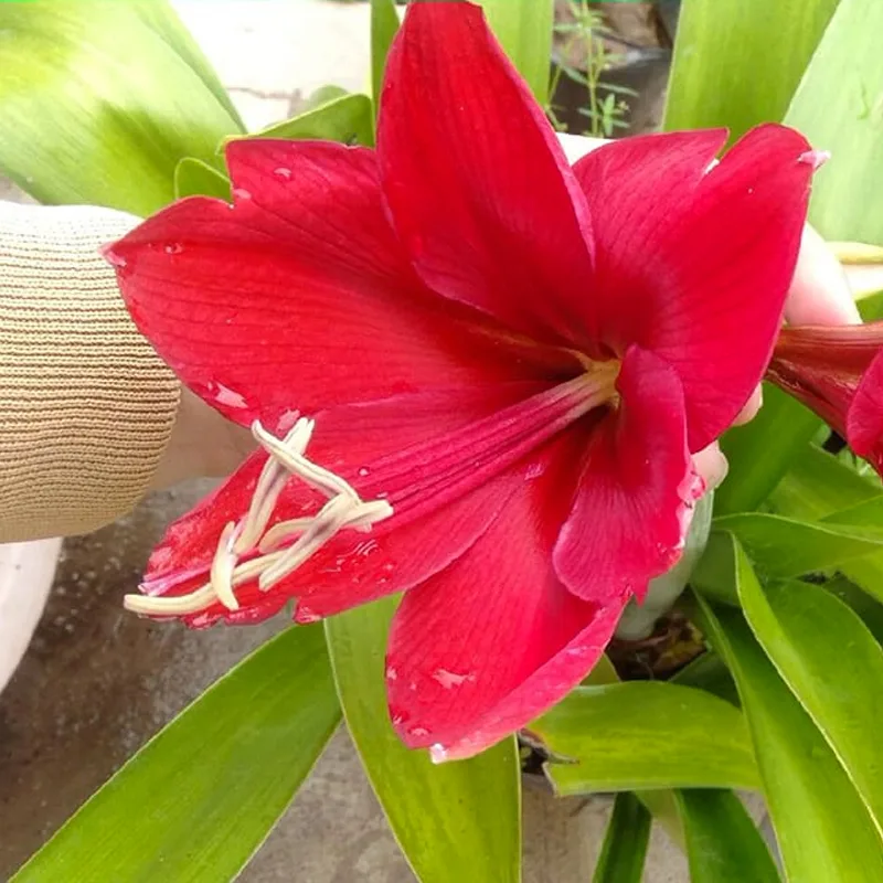 Amaryllis