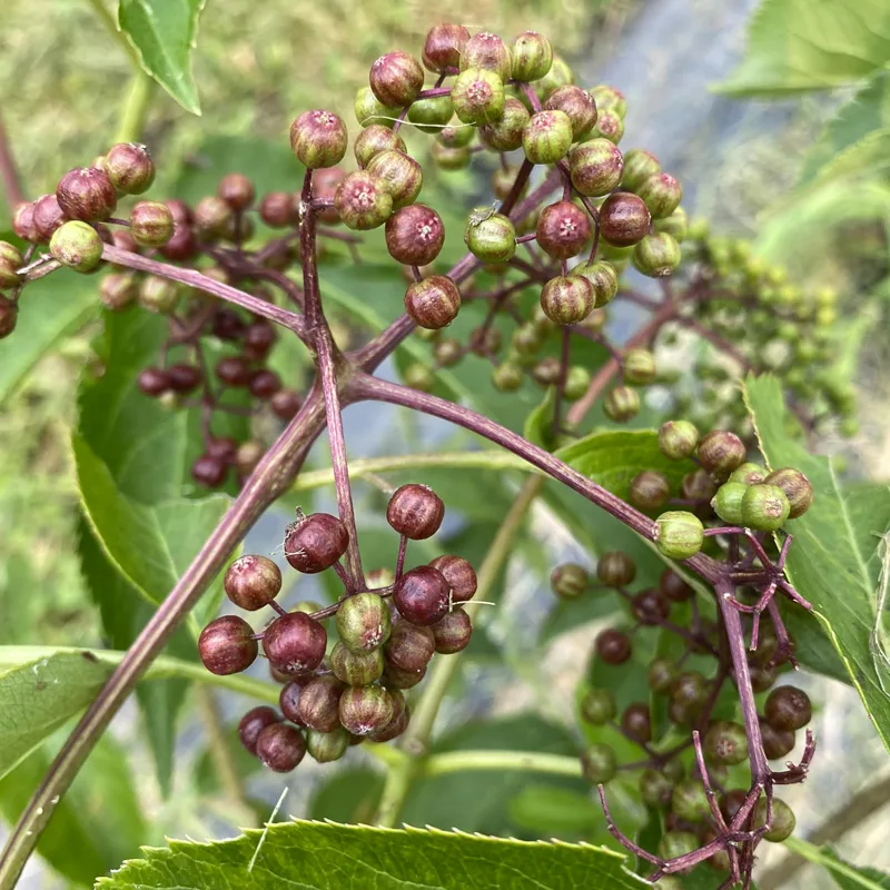 American Elder Berry American Elderberry