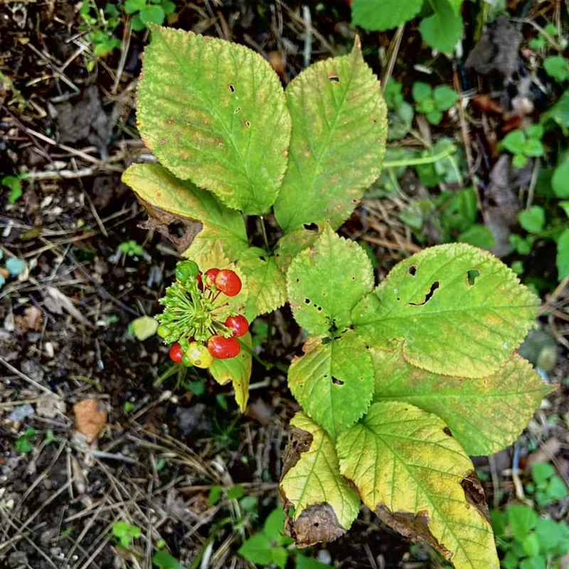 American Ginseng