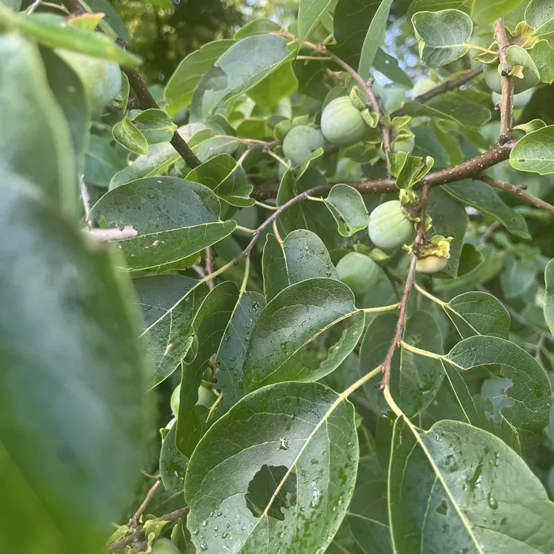 American Persimmon