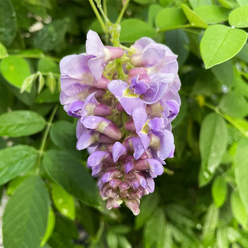 Plant FAQs: American Wisteria