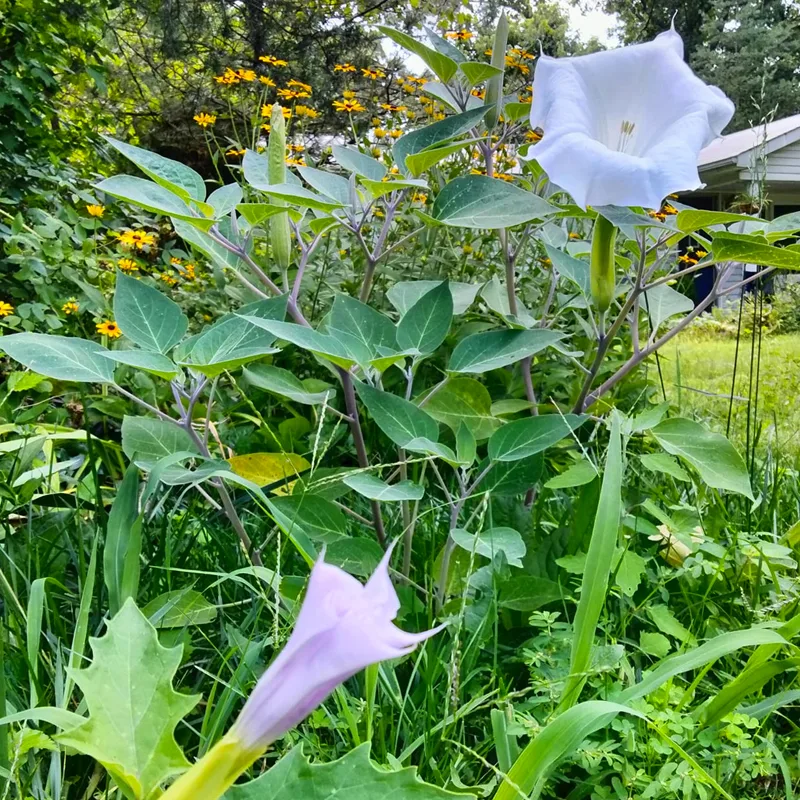 Angel Trumpet Datura