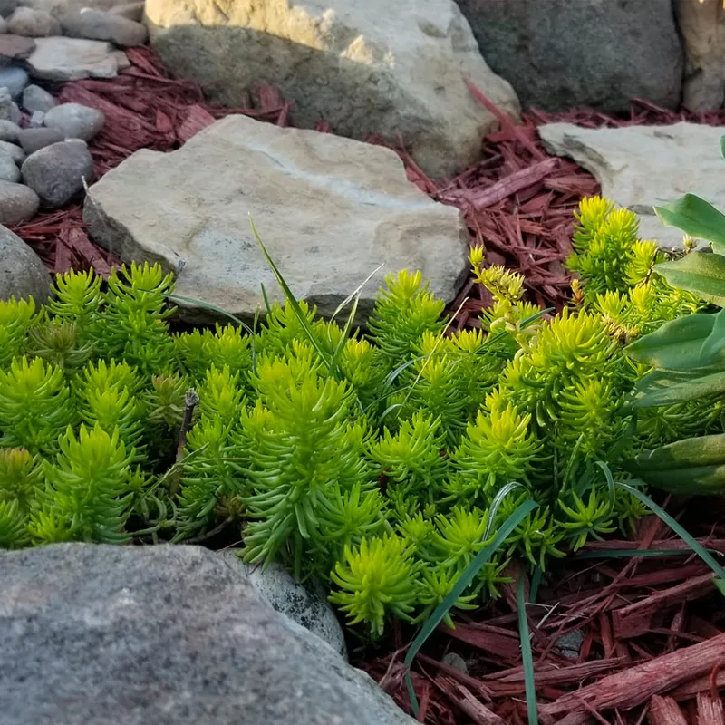 Angelina Stonecrop