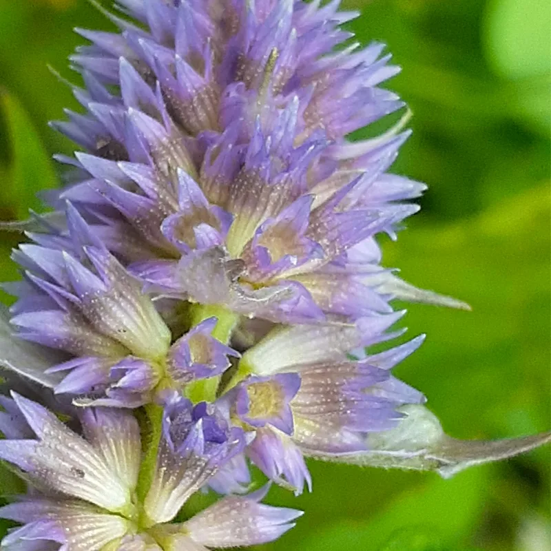 Anise Hyssop