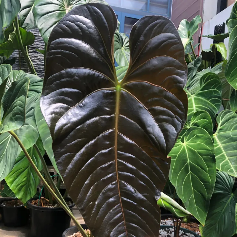 Anthurium Chamberlainii