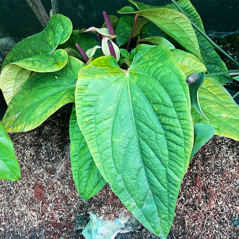 Anthurium Radicans