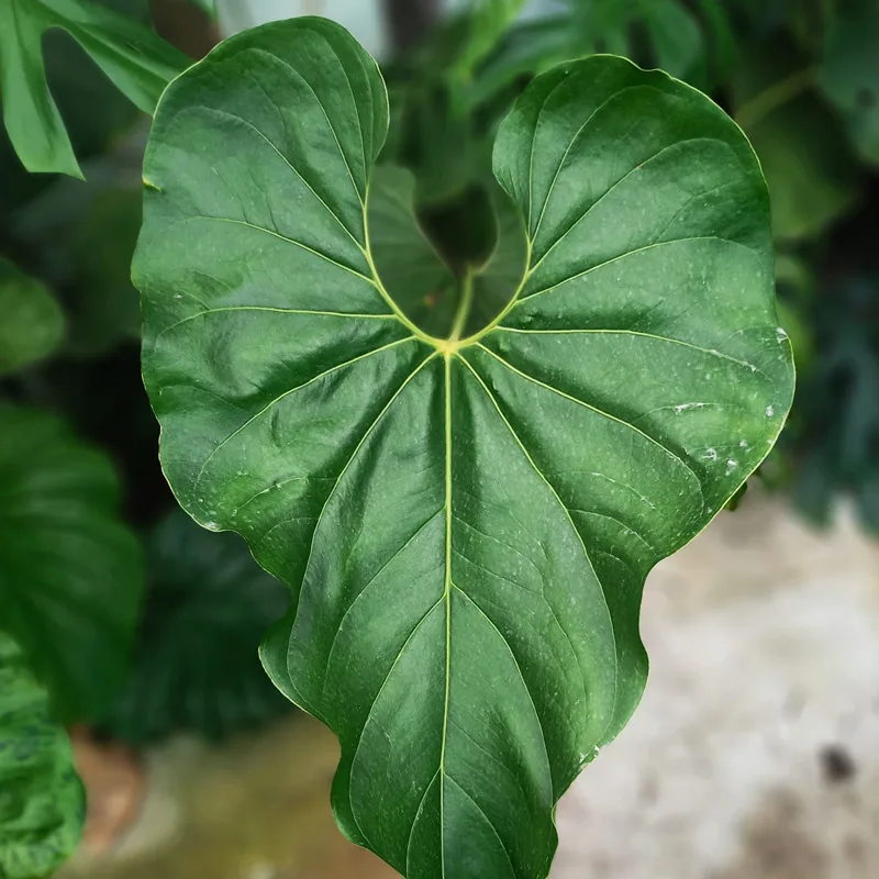 Anthurium Salgarense